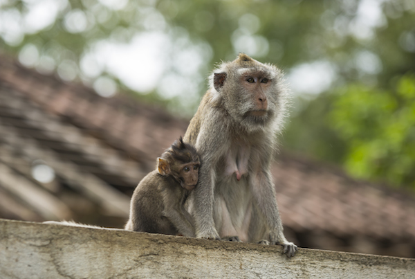 Bali Лес обезьян